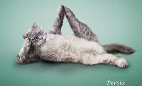 Yoga Cat Cat Yoga Cats Cute Cats