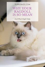 Brushing a ragdoll cat's fur. Why Your Ragdoll Cat Is So Mean Purr Craze