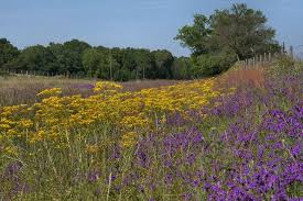 Posts About Turner County Ga On Vanishing South Georgia Photographs By Brian Brown South Georgia Grace Farms Brian Brown Uswildflowers database state list for georgia. on vanishing south georgia photographs