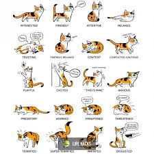 What Your Cat Really Thinks Life Hacks Cat Language Cat Body Cats