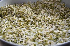 Toge cambah is on facebook. Dapur Kecil Membuat Kecambah Tauge Pendek With Love