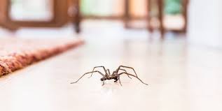 The Most Common Spiders You Ll Find Lurking Around In Your Home Common House Spiders House Spider Recluse Spider