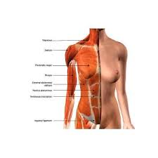 Chest muscles, chest muscle diagram. Female Chest Muscles With Labels Photograph By Hank Grebe