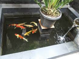 Filter Kolam Koi Sederhana Murah Efektif Kolam Ikan Kolam Ikan Koi Sederhana