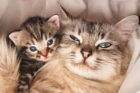 Pin En Gatito