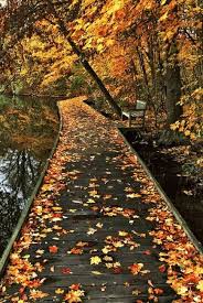 Autumn Journey At Rowe Woods By Jim Crotty Beautiful Fall Nature Photography Beautiful Nature