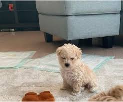 Do not force them in against their wishes and never use the crate as a mode of punishment. View Ad Maltipoo Litter Of Puppies For Sale Near Florida Lakeland Usa Adn 135499