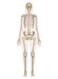 Learn about the main tissue types and organ systems of the body and how they work together. Skeletal System Labeled Diagrams Of The Human Skeleton