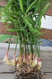 Der beste zeitpunkt, um ingwer selbst zu ziehen, ist. Ingwer Pflanzen Eine Moglichkeit Fur Endlose Ingwer Versorgung Zuhause Garten Gartenarbeit Zenideen Ginger Plant Garden Types Plants