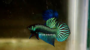 Wild bettas are a unique alternative and are less aggressive. Cornscale Wild Type Betta Mahachaiensis Show Grade Male Why Cornscale Examine His Scales Here In Thailand We Use It As A Term To Describe How Their Scales Resembles That Of Corn