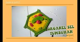 Cara Gambar Sel Hewan Dan Tumbuhan Model Organel Sel Tumbuhan Xi Mipa2 Kel 4 Youtube Doc Gambar Sel Hewan Dan Sel Tumbuh Sel Hewan Cara Menggambar Hewan