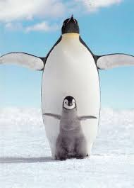 Penguin Mother S Day Card Binatang Buas Binatang Humor Hewan Lucu