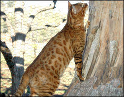 Mill contacted cornell university college of veterinary medicine in ithaca, new york, for. Bengal Cat Colors Brown Sepia Snow Mink White Belly Countershading