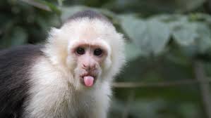 When the british first began to explore africa. Keeping And Caring For Pet Capuchin Monkeys