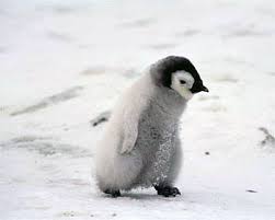 Cute Penguin Walking Penguin Pictures Binatang Lucu Binatang Binatang Buas