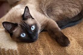 Medium to long and very thick. Are Siamese Cats Hypoallergenic
