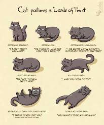 Pin By Gina Dust On Love It Crazy Cats Cat Behavior Cat Facts