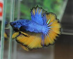 The dragon scale betta fish has a strong full bodied color with body scales resembling those of a lizard or a dragon. About Betta Fish What Is A Dragon Scale