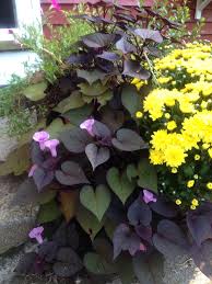 I Did Not Know That Sweet Potato Vine Blooms In August Potato Vines Fast Growing Flowers Flowering Vines