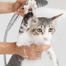 Pin En Cosas De Gatos