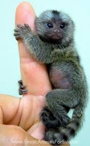 Find great deals on ebay for pet monkey. Monkeys For Sale