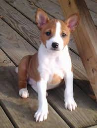 I have 1 male left from this litter akc registered $1300 he is the last pup, but he is not the last pick! Akc Basenji Puppies For Sale In El Lago Texas Classified Americanlisted Com