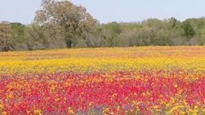 Wildflowers Seeds Of History Central Texas Gardener This small plant is often found in mown grass and lawns. wildflowers seeds of history central