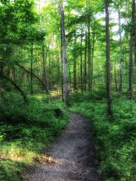 Sunday Evening In May On The Trail At Rowe Woods Cincinnati Nature Center Near Milford Ohio Milford Nature Center Cincinnati