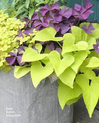 Clover And Potato Vine Plants Ground Cover Plants Potato Vines