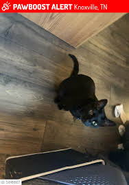 Please Spread The Word Derek Is Still Knoxville Tn Lost Dogs Cats Pets Facebook
