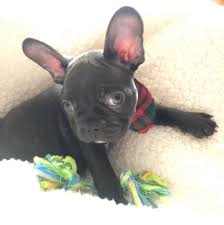 Accidents are expected, especially for puppies. French Bulldog Potty Training