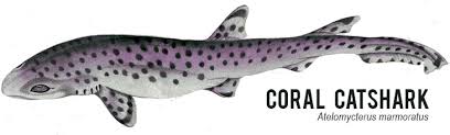 You're more likely to be bitten by another person than by a shark — let alone a great white shark — but that hasn't stopped us from recounting nightmare stories of the ocean's most talked about predator. Coral Catshark Untamed Science