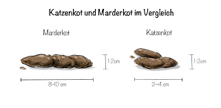 Stuhl ist nicht immer braun. Katzenkot Welche Gefahren Gehen Von Den Hinterlassenschaften Aus