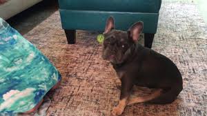 Establish a firm routine, including feeding meals at regular times. Some Potty Training Tips Help A French Bulldog In Santa Monica Stop Having Accidents In The House Dog Gone Problems