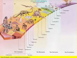 El Origen Y Evolucion De La Complejidad Evolucion De La Vida Linia Del Tiempo Ciencias De La Tierra