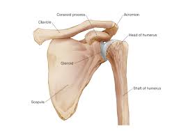 Bony anatomy of the shoulder. Shoulder Anatomy