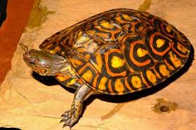 Painted Wood Turtle Human Food Wood Turtle Turtle