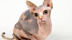 Sphynx canada kittens sphynx.ca, windsor, on. 11 Not So Fluffy Facts About Sphynx Cats Mental Floss