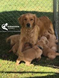 A purebred golden retriever puppy from a reputable breeder in the usa may cost you between $1,500 and $2,500. Rainershine Golden Retrievers Home Facebook