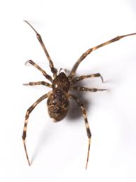The Common House Spider Is Usually The Spider Most Often Encountered Indoors It Is A Nuisance Pest Probably More Bec Common House Spiders House Spider Spider