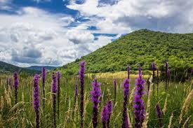 Top Spring Wildflower Hikes In The Blue Ridge Mountains Blue Ridge Mountain Life Really beautiful fields in the valley. top spring wildflower hikes in the blue