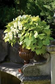 Container Recipes Search Proven Winners Plants Potato Vines Garden Containers