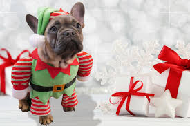 Or, looking to spoil yourself as much as you spoil your pupper? Christmas Gifts For Pets Home The Sunday Times