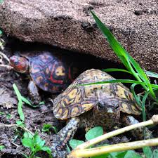 Ornate Wood Turtles