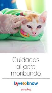 Cuidados Al Gato Moribundo Lovetoknow Gatos Enfermedades De Gatos Gato Enfermo