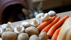 Many stores state the mushrooms are safe for cats, many of the cats enjoy eating them. Can Cats Eat Mushrooms Are Mushrooms Safe For Cats Cattime