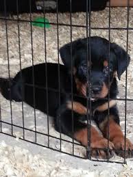Browse thru our id verified puppy for sale listings to find your perfect if you are unable to find your puppy in our puppy for sale or dog for sale sections, please consider looking thru thousands of dogs for adoption. Craigslist Free Kittens Fort Wayne Indiana