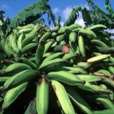Platano Verde Or Green Plantain Also Can Be Eaten Ripe Or Green Either Was Has To Be Cooked Caribbean Islands Island Food Caribbean