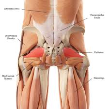 They arise from the vertebral lower fibers pull the scapula inferiorly. Lower Back Muscle Anatomy And Low Back Pain