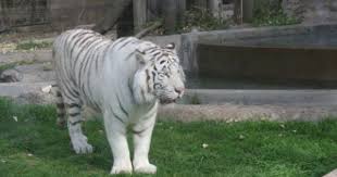 Tigre Blanco Zoologico De Buenos Aires Tigre Zoologico Tigre Blanco